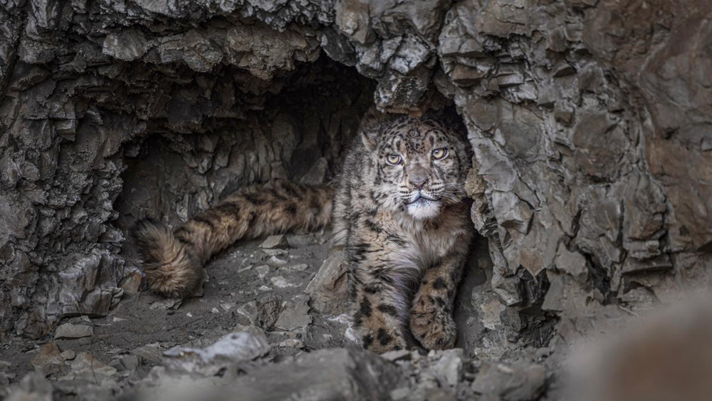 “高原精靈”雪豹。尼瑪多吉攝