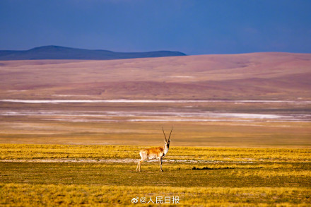 可愛(ài)壁紙上新！藏羚羊就是高原上的精靈吧