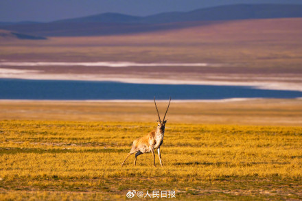 可愛(ài)壁紙上新！藏羚羊就是高原上的精靈吧