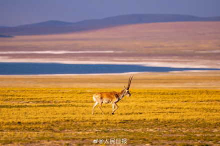 可愛(ài)壁紙上新！藏羚羊就是高原上的精靈吧
