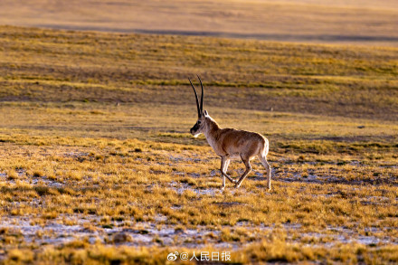 可愛(ài)壁紙上新！藏羚羊就是高原上的精靈吧