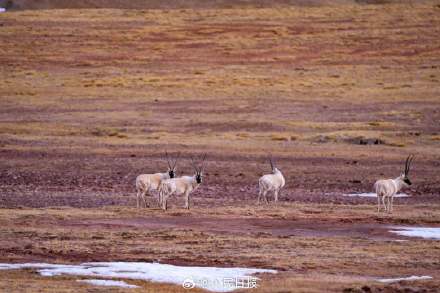 可愛(ài)壁紙上新！藏羚羊就是高原上的精靈吧