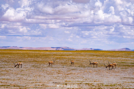 可愛(ài)壁紙上新！藏羚羊就是高原上的精靈吧