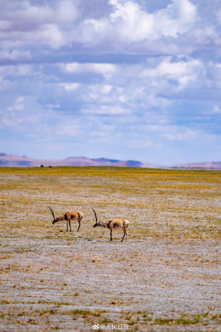可愛(ài)壁紙上新！藏羚羊就是高原上的精靈吧