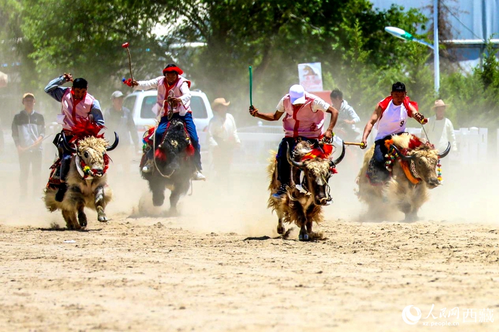 拉薩首屆農(nóng)牧民運(yùn)動(dòng)會(huì)上的賽牦牛比賽。