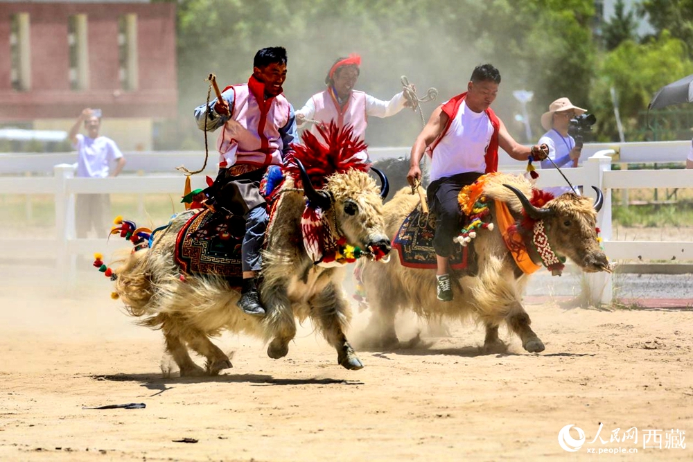 拉薩首屆農(nóng)牧民運(yùn)動(dòng)會(huì)上的賽牦牛比賽。