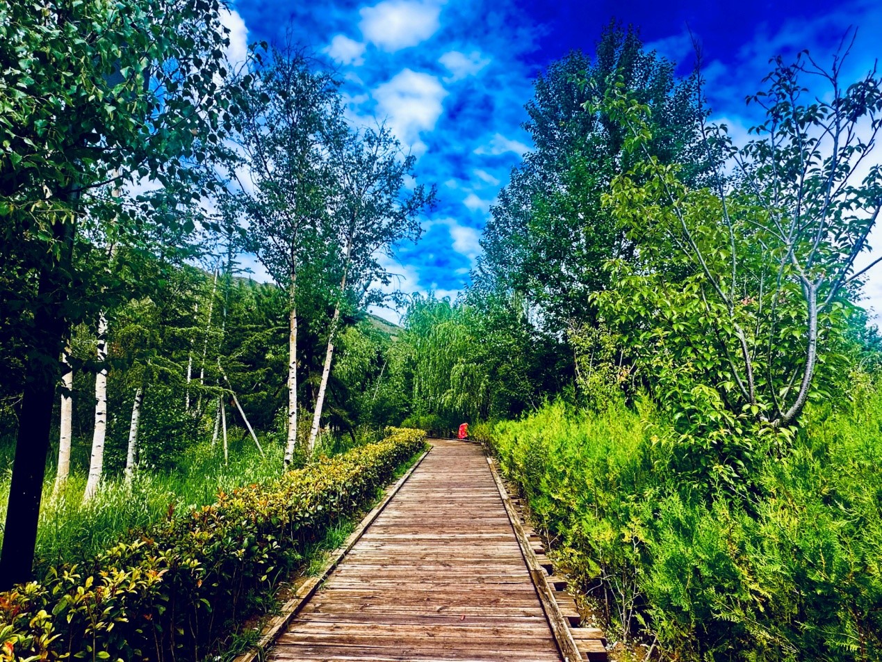 郁郁蔥蔥的南山公園。人民網(wǎng)記者 益西康珠攝