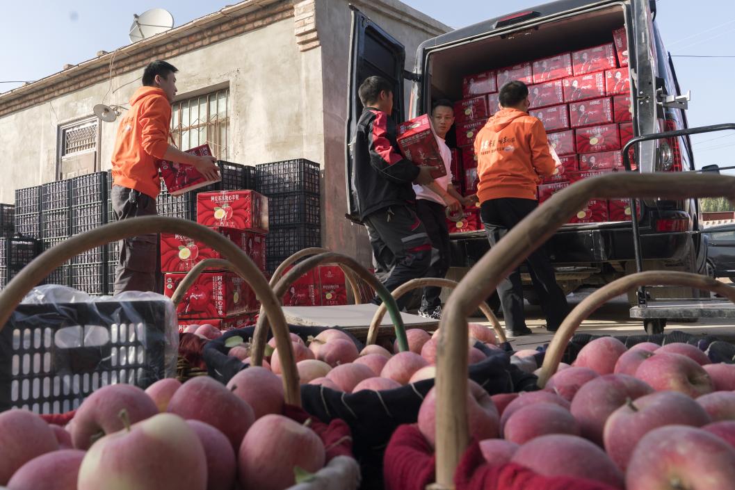 西部冰糖心蘋果，乘著商流上行。劉浩攝