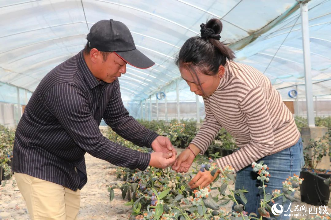 技術(shù)員劉家平和措姆在溫室大棚檢查藍(lán)莓的長(zhǎng)勢(shì)。次仁龍布攝