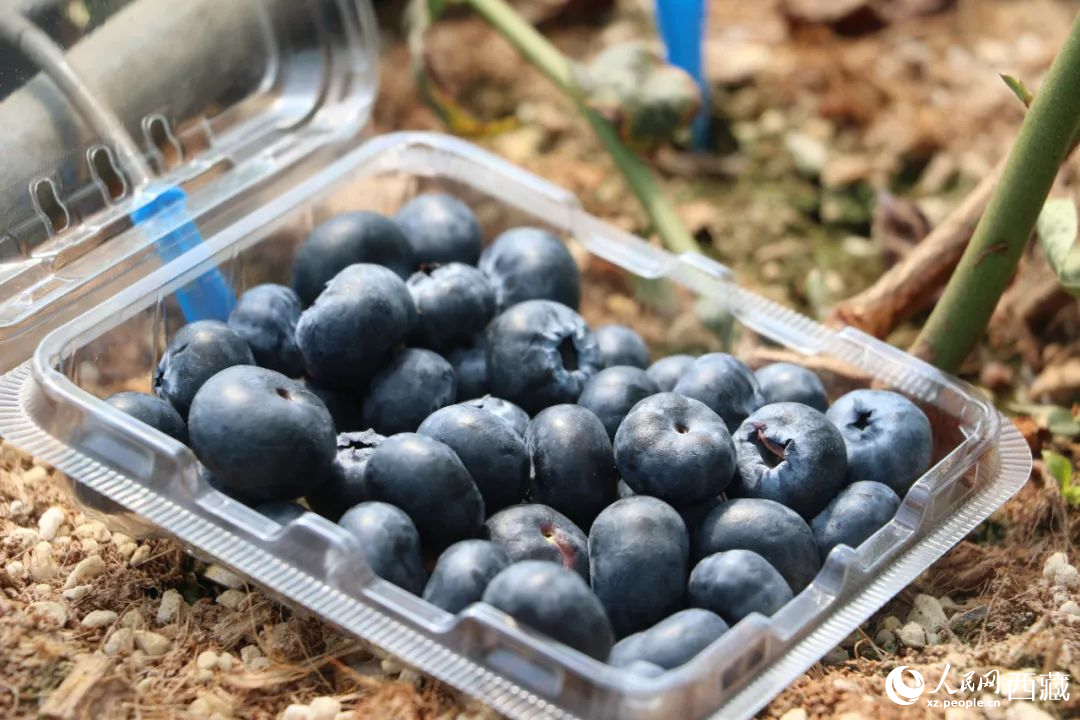 藍(lán)莓表面覆蓋著天然果霜。次仁龍布攝