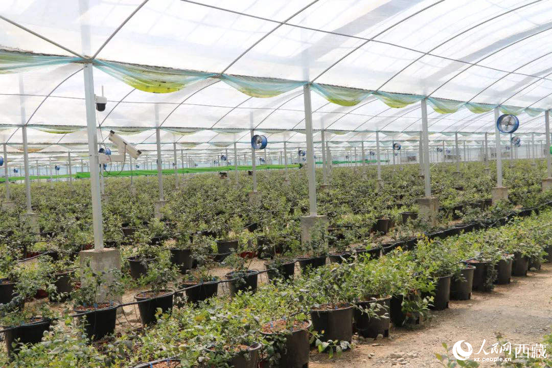 戈壁田園藍(lán)莓工業(yè)化種植基地。次仁龍布攝