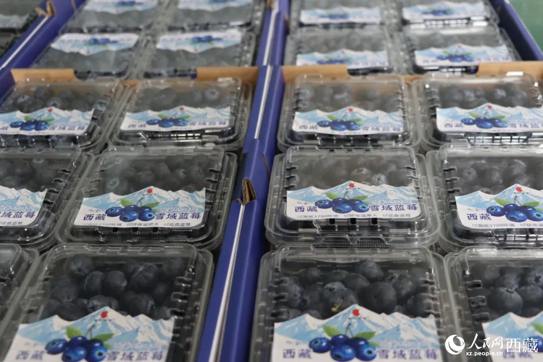 包裝好的藍(lán)莓。次仁龍布攝