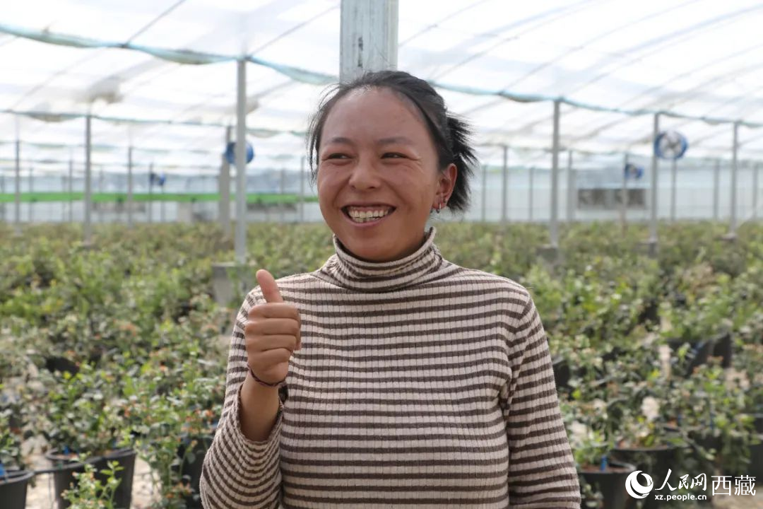 措姆品嘗自己精心照料的藍(lán)莓后，豎起了大拇指。次仁龍布攝