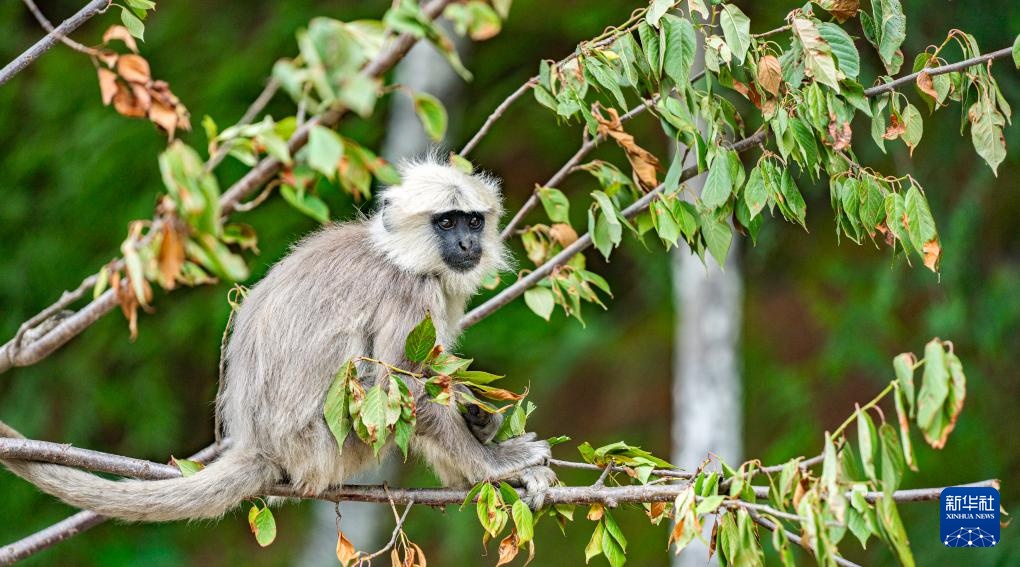 西藏亞東：長尾葉猴下山“會(huì)客”