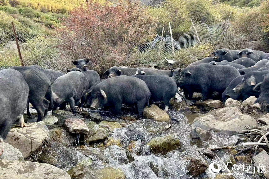 高山放養(yǎng)的藏香豬。人民網(wǎng)記者 次仁羅布攝