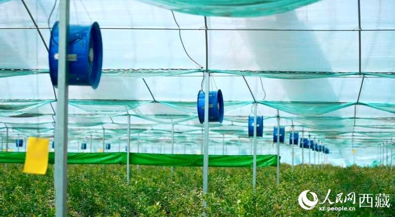 藍(lán)莓種植的智能溫室場景。羅雨欣攝