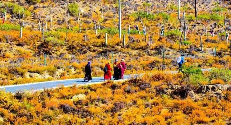 懂西藏的人，一定不會錯過林芝的秋天