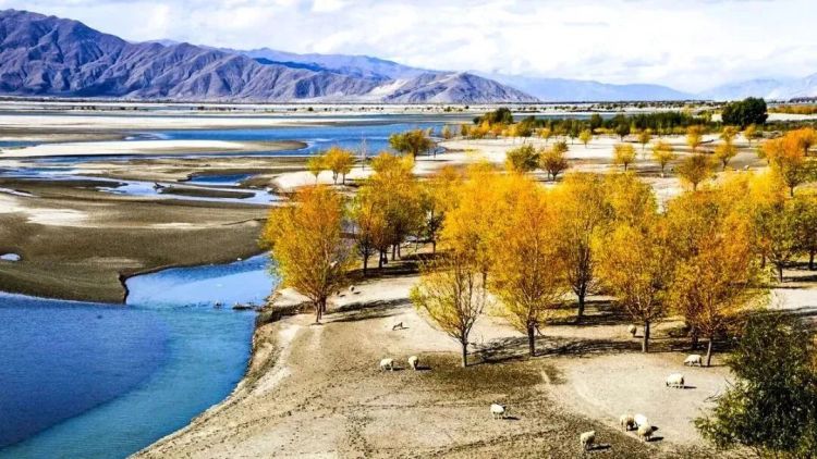 懂西藏的人，一定不會錯過林芝的秋天