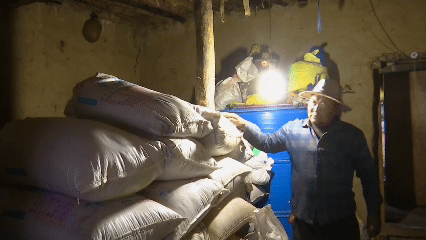 青稞“蛻變”，牦牛“出圈”！看西藏農(nóng)牧民的“十四五”豐收答卷