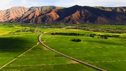 青稞“蛻變”，牦?！俺鋈Α?！看西藏農(nóng)牧民的“十四五”豐收答卷