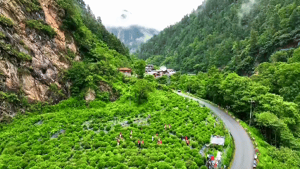 青稞“蛻變”，牦?！俺鋈Α?！看西藏農(nóng)牧民的“十四五”豐收答卷