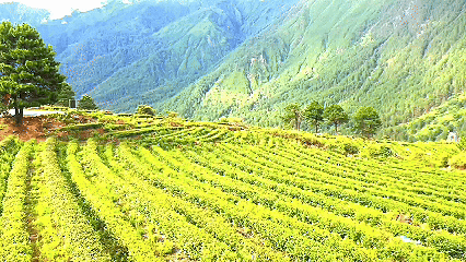 青稞“蛻變”，牦?！俺鋈Α?！看西藏農(nóng)牧民的“十四五”豐收答卷