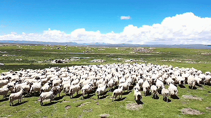 青稞“蛻變”，牦?！俺鋈Α保】次鞑剞r(nóng)牧民的“十四五”豐收答卷