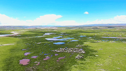 青稞“蛻變”，牦?！俺鋈Α?！看西藏農(nóng)牧民的“十四五”豐收答卷