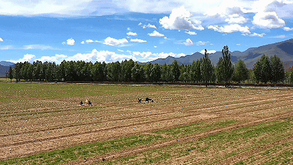 青稞“蛻變”，牦?！俺鋈Α?！看西藏農(nóng)牧民的“十四五”豐收答卷
