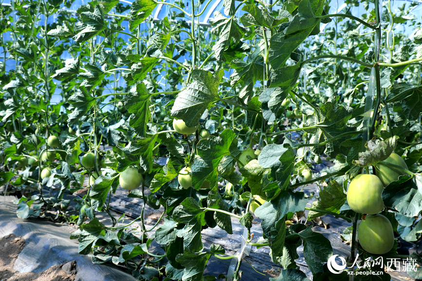 溫室中種植的瓜類作物果實(shí)累累。人民網(wǎng)記者 吳雨仁攝