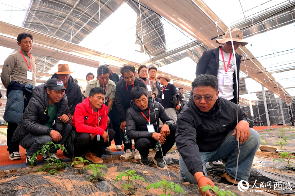 農(nóng)業(yè)專家蹲在田壟間，為圍攏過來的科技專干和基層農(nóng)技人員現(xiàn)場講解定植要點(diǎn)。人民網(wǎng)記者 吳雨仁攝
