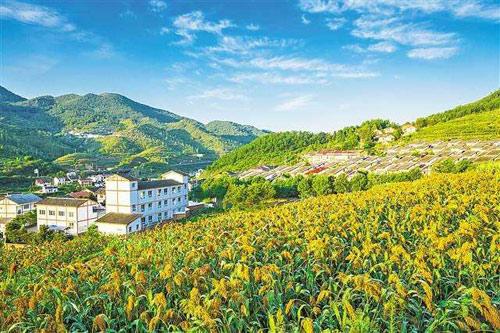 【理上網(wǎng)來o輝煌十九大】鄉(xiāng)村振興戰(zhàn)略：更綜合、全面、系統(tǒng)的發(fā)展戰(zhàn)略