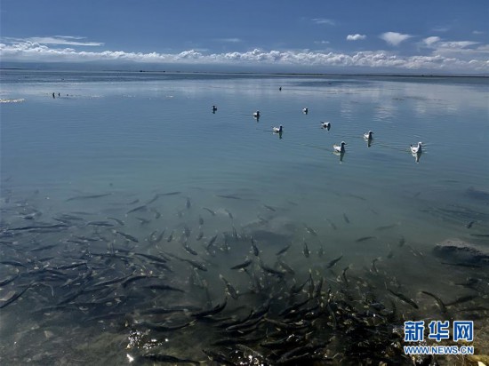 (新華全媒頭條·圖文互動)(4)大湖見證 ——持續(xù)保護讓青海湖生態(tài)華麗“蝶變”