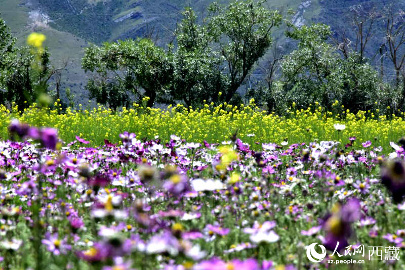 油菜花與格?；ㄏ嘤吵扇?。人民網 李海霞攝