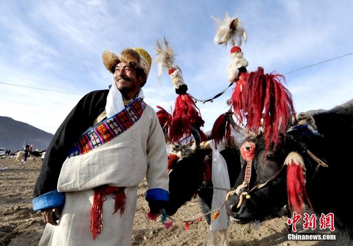 資料圖為2013年3月16日，拉薩市堆龍德慶區(qū)德慶村的農(nóng)民牽著牦牛參加春耕儀式，按照傳統(tǒng)方式由牦牛開第一犁。 <a target='_blank' href='/'><p  align=