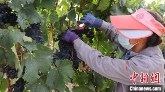 圖為當(dāng)?shù)卮迕癫烧咸?。　山南桑日縣委宣傳部提供