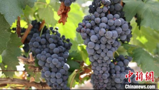 圖為桑日縣種植的葡萄?！∩侥仙Ｈ湛h委宣傳部提供