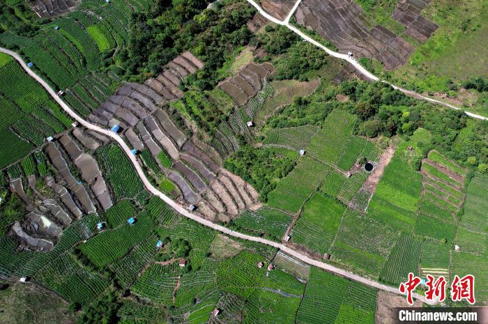 圖為西藏林芝市墨脫縣城附近的茶田。(無人機(jī)照片) 李林 攝