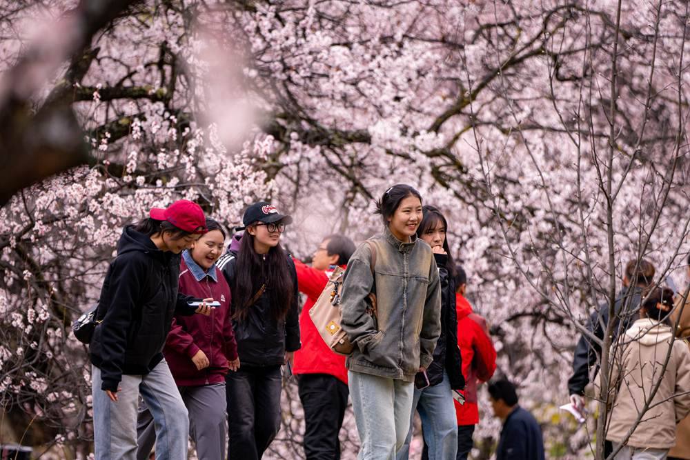 桃花盛開惹人醉，八方游客賞花來。徐馭堯攝