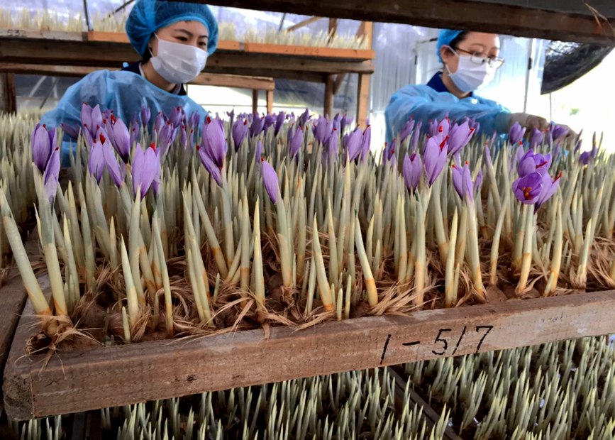 林芝天旺農(nóng)牧產(chǎn)品有限公司藏紅花種植基地工作人員采摘藏紅花。趙新民攝