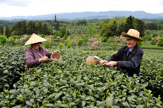 貴州省湄潭縣大力發(fā)展茶葉產(chǎn)業(yè)，60萬畝生態(tài)茶園實現(xiàn)了“綠水青山變成金山銀山”，生態(tài)與經(jīng)濟協(xié)調(diào)發(fā)展。圖為湄潭縣湄江街道金花村茶農(nóng)采茶 瞿欣含攝 _副本.jpg