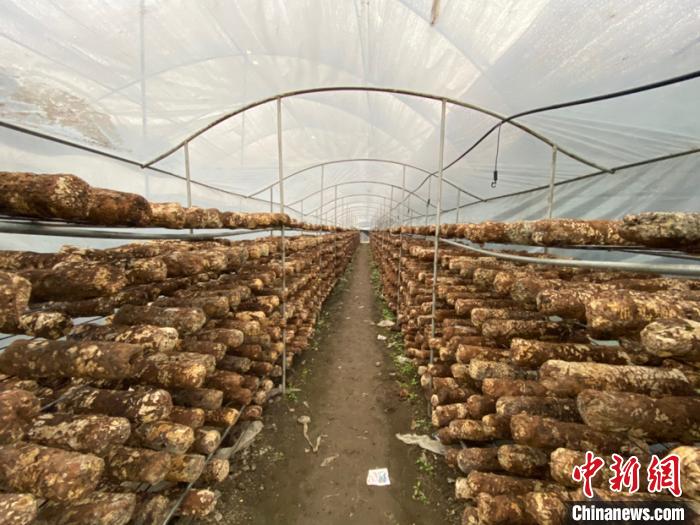 圖為基地里的食用菌菌棒。　劉鵬 攝