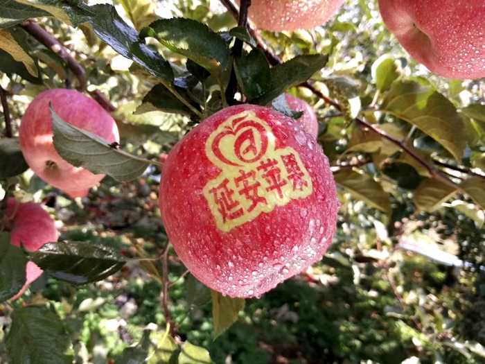 延安蘋(píng)果。柳林鎮(zhèn)果技站供圖。