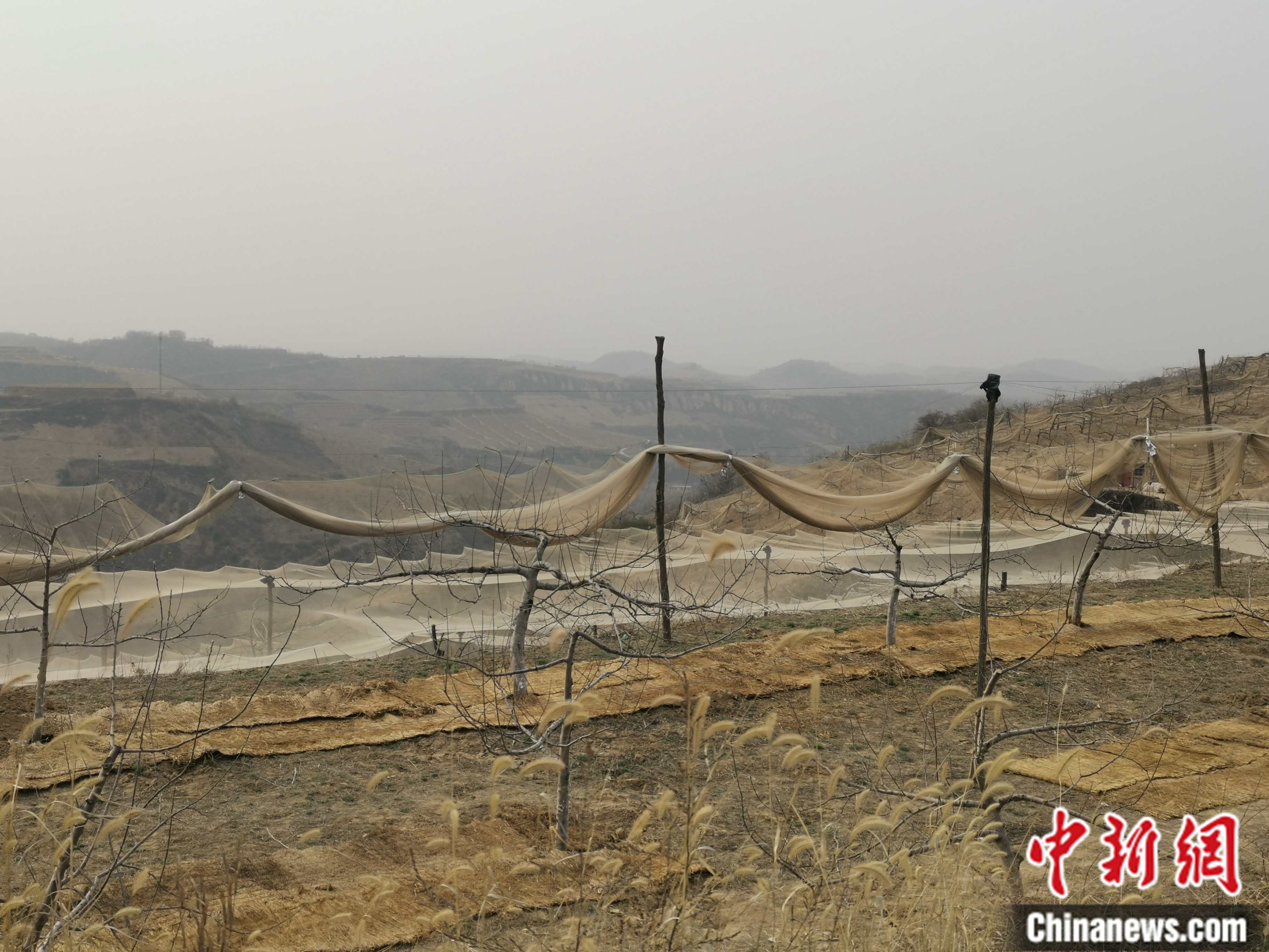 陜西省延安市寶塔區(qū)柳林鎮(zhèn)麻塔村蘋(píng)果園。 <a target='_blank'  ><p  align=