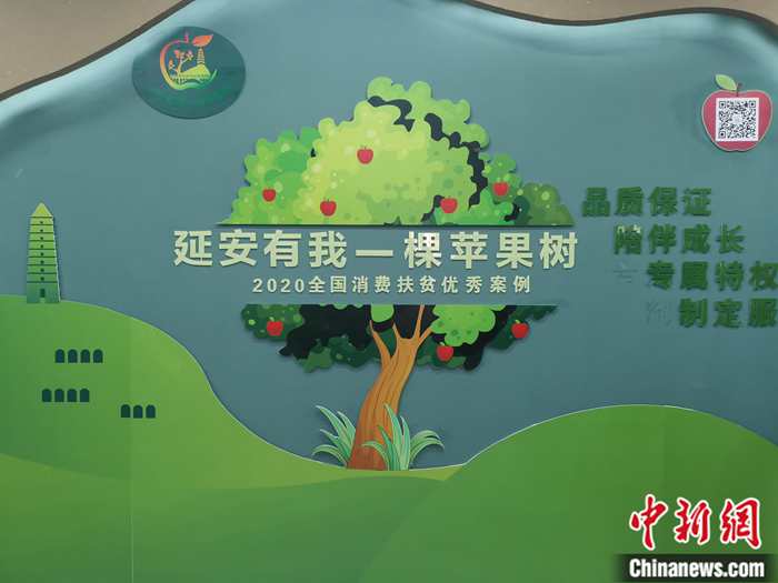 “延安有我一棵蘋(píng)果樹(shù)”。<a target='_blank'  ><p  align=