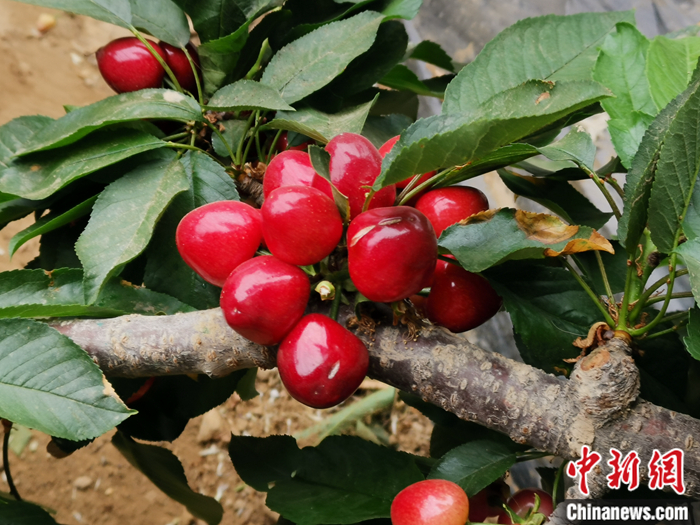 陜西省子長(zhǎng)市盛宇現(xiàn)代農(nóng)業(yè)示范園內(nèi)，櫻桃鮮艷欲滴。<a target='_blank'  ><p  align=