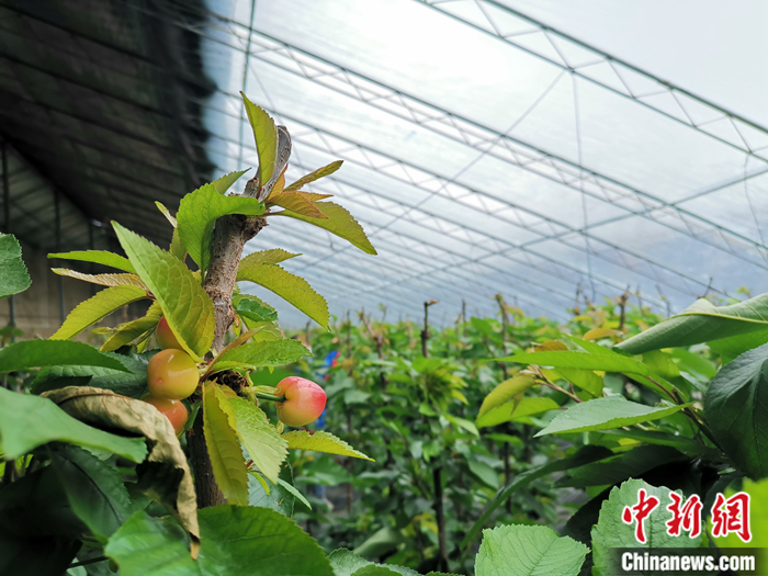 陜西省子長(zhǎng)市盛宇現(xiàn)代農(nóng)業(yè)示范園櫻桃園區(qū)。<a target='_blank'  ><p  align=