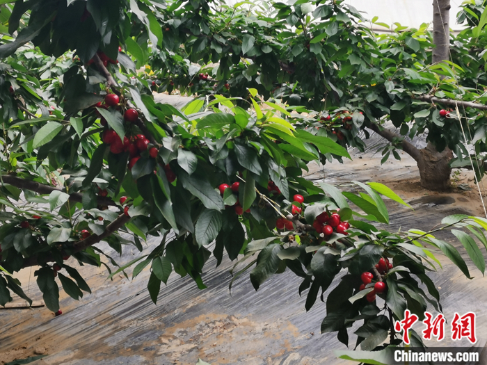 陜西省子長(zhǎng)市盛宇現(xiàn)代農(nóng)業(yè)示范園內(nèi)，櫻桃鮮艷欲滴。<a target='_blank'  ><p  align=